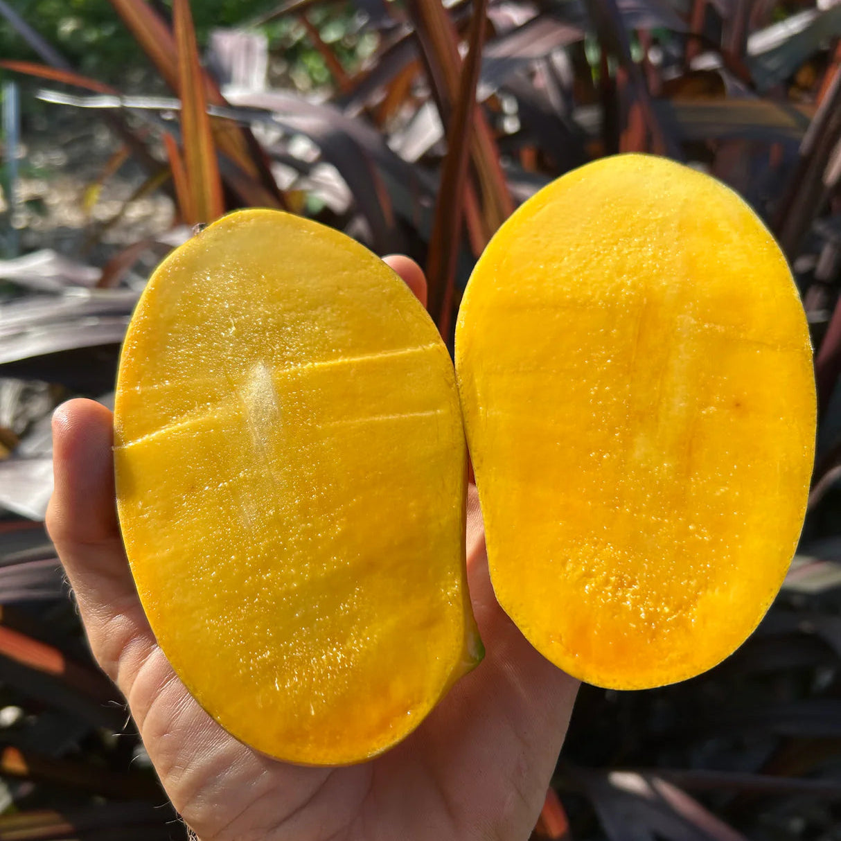 Lemon Zest Mango Live Plant (Mangifera indica 'Lemon Zest')