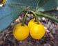 Cherry Mangosteen Fruit Plants (Garcinia Intermedia)