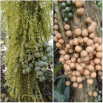 Lempaung Fruit Plant (Baccaurea lanceolata)