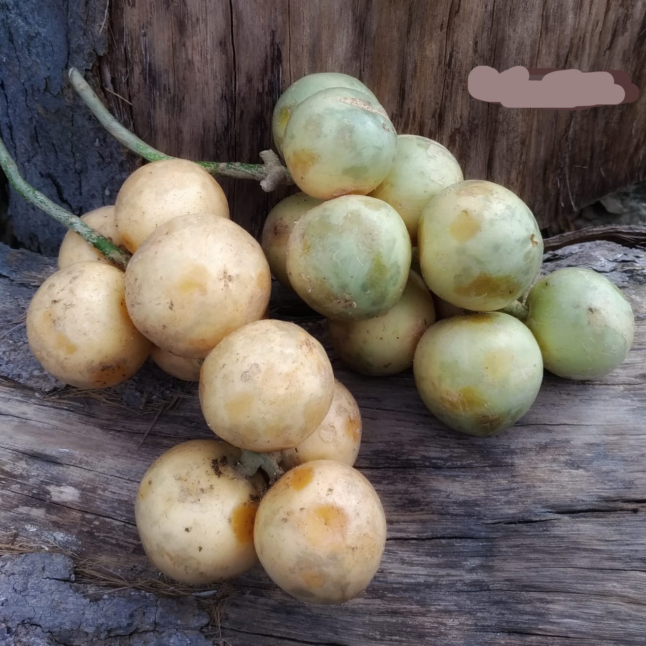 Lempaung Fruit Plant (Baccaurea lanceolata)