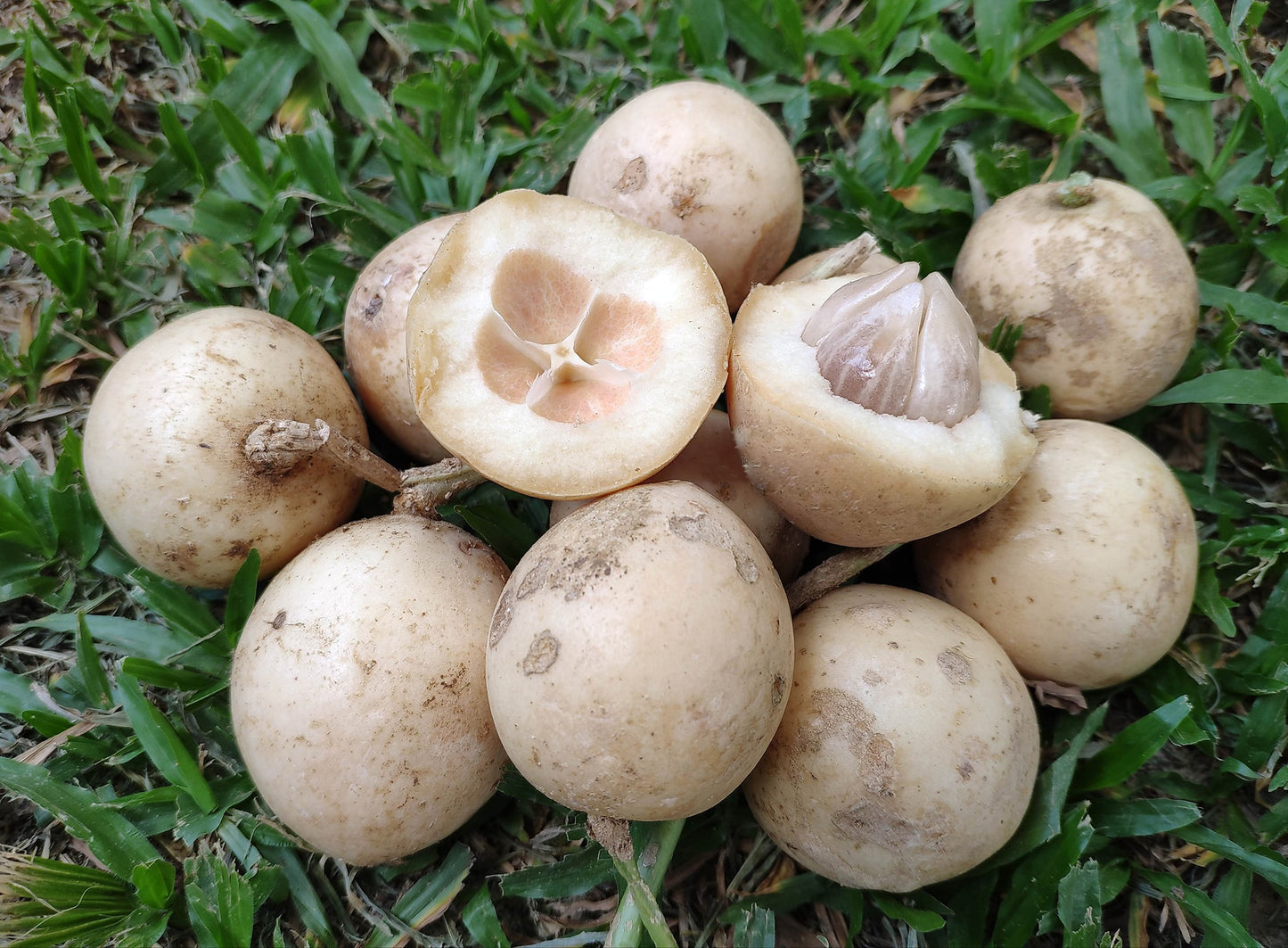 Lempaung Fruit Plant (Baccaurea lanceolata)