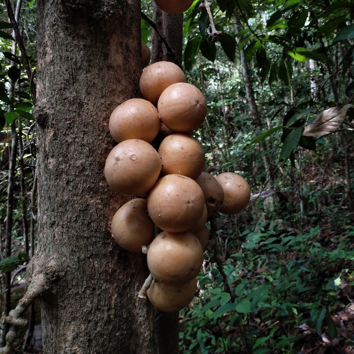 Lempaung Fruit Plant (Baccaurea lanceolata)