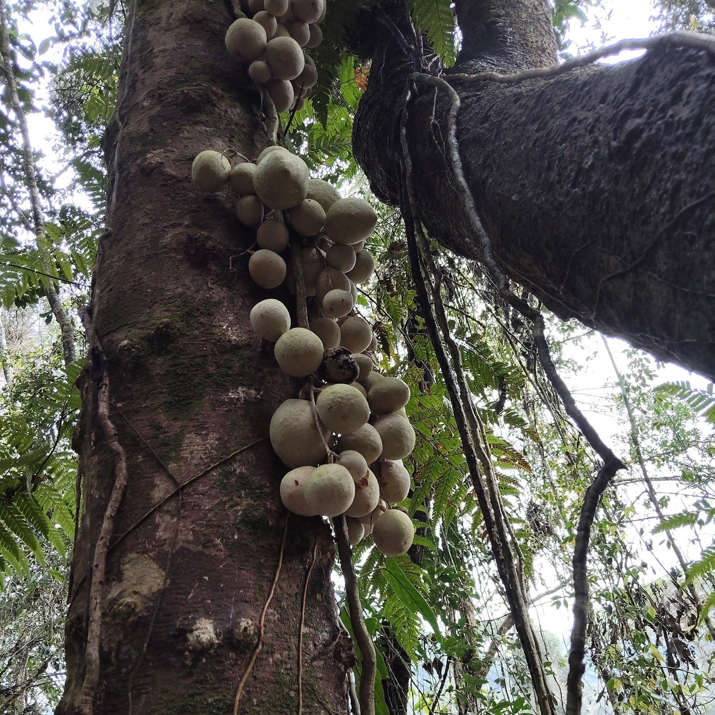 Leonia cf. crassa Live Plant