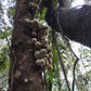 Leonia cf. crassa Live Plant