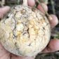 Leonia cf. crassa Live Plant