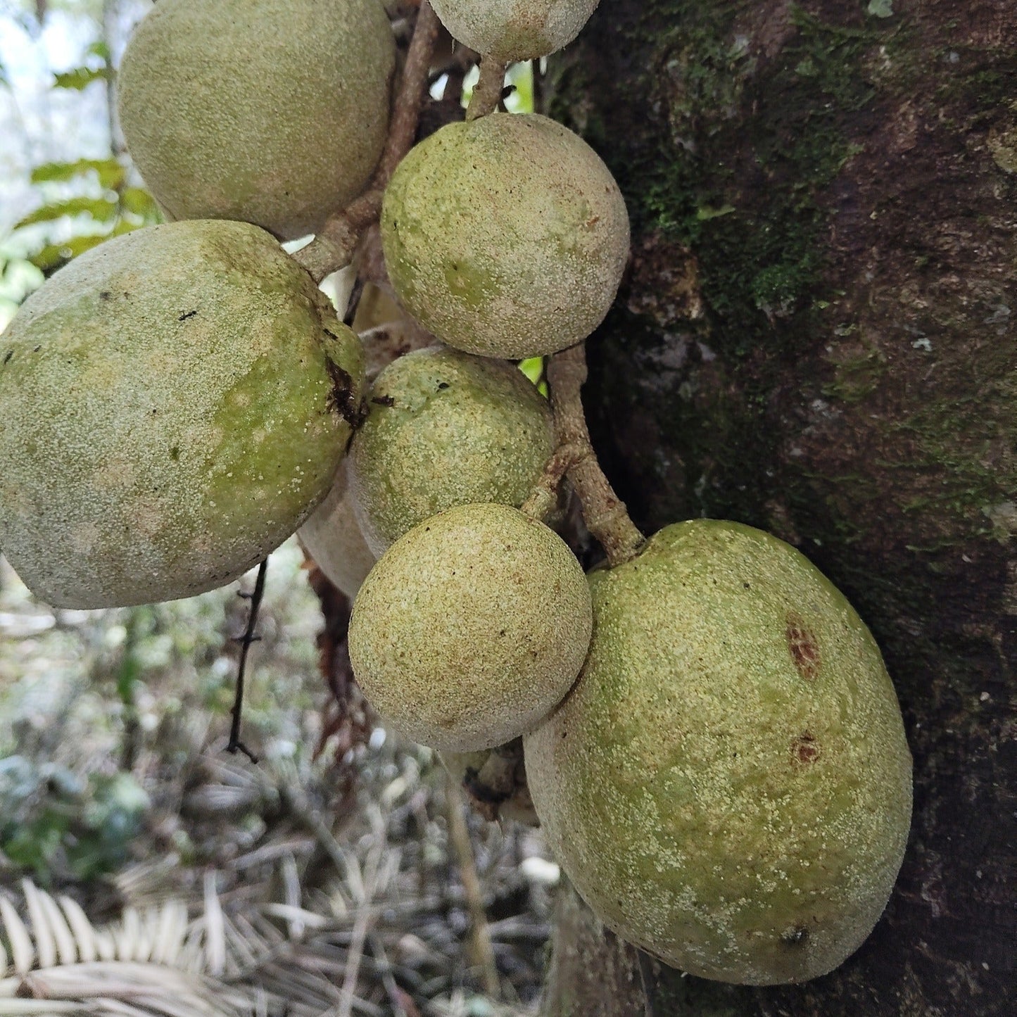 Leonia cf. crassa Live Plant