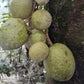 Leonia cf. crassa Live Plant