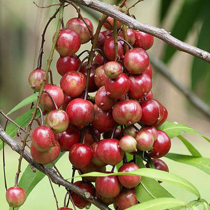 Terengganu Cherry Fruit Plants (Lepisanthes Alata)