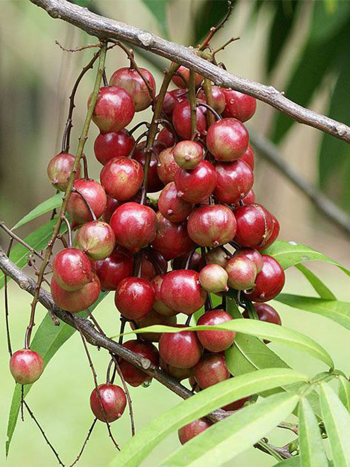 Terengganu Cherry Fruit Plants ( Lepisanthes Alata )