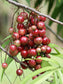 Terengganu Cherry Fruit Plants ( Lepisanthes Alata )