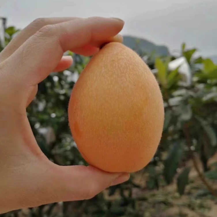Liberation Bell Loquat Live Plant (Eriobotrya japonica)