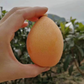 Liberation Bell Loquat Live Plant (Eriobotrya japonica)