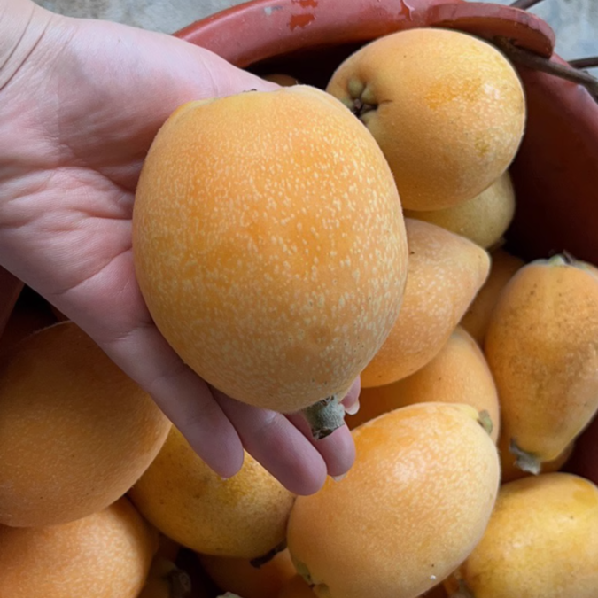 Liberation Bell Loquat Live Plant (Eriobotrya japonica)