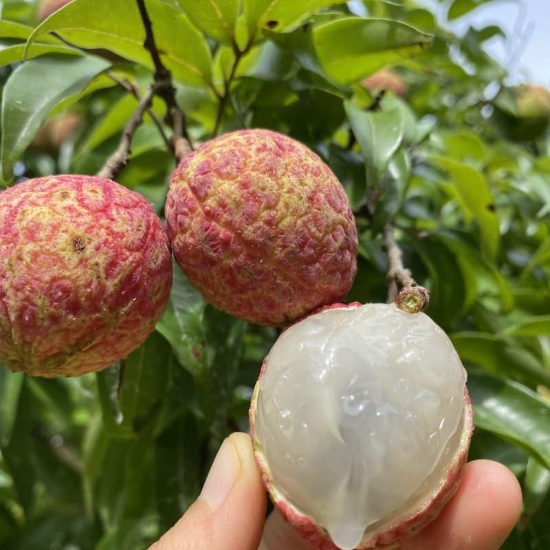 Litchee Fruit Plants (Litchi Chinensis)