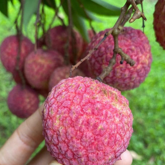 Litchee Fruit Plants (Litchi Chinensis)