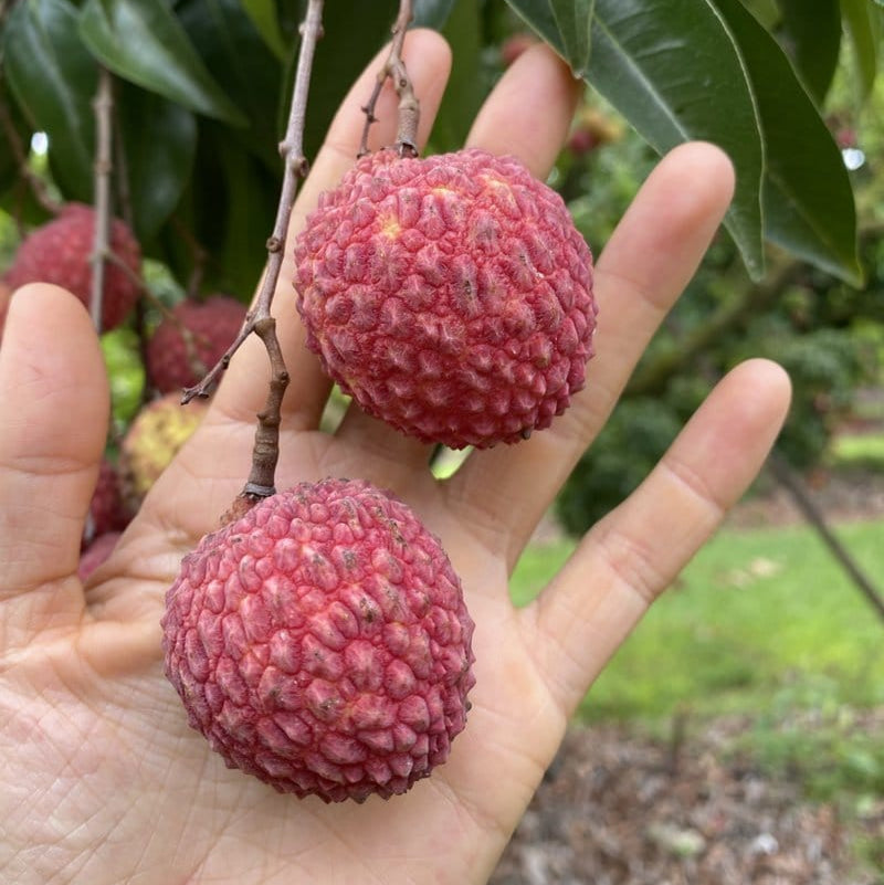 Litchee Fruit Plants (Litchi Chinensis)