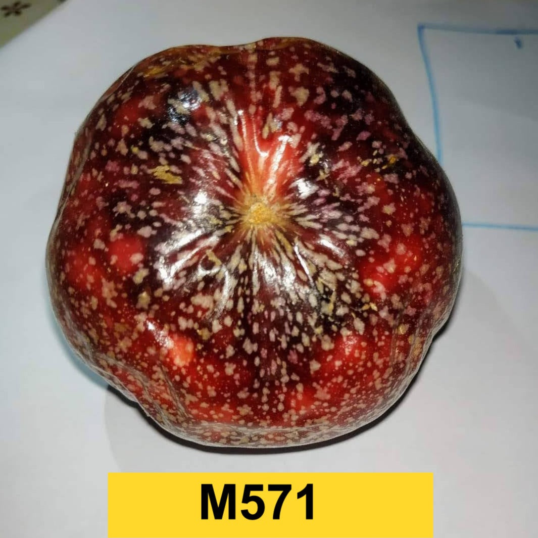 Passion Fruit M571 Live Plant (Passiflora edulis)