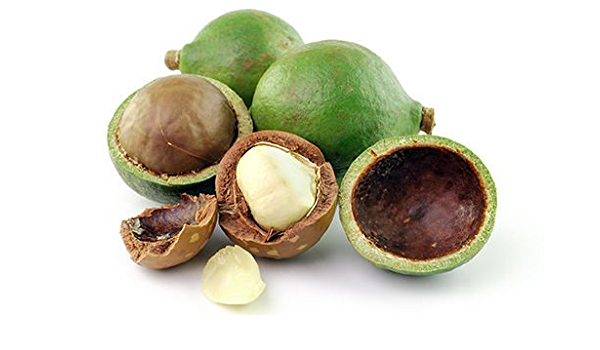 Macadamia Nut Fruit Plant (Macadamia integrifolia)