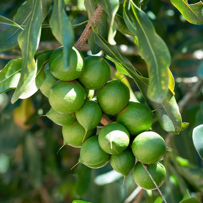 Macadamia Nut Fruit Plant (Macadamia integrifolia)