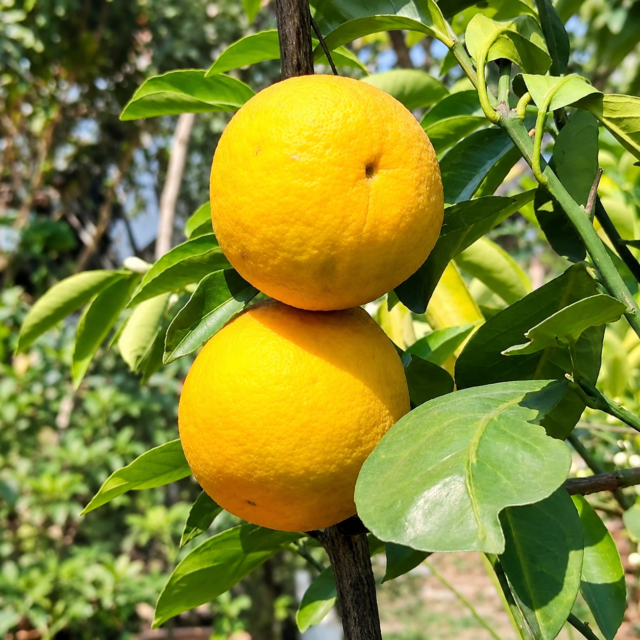 African Yellow Malta Fruit Plant (Citrus sinensis )