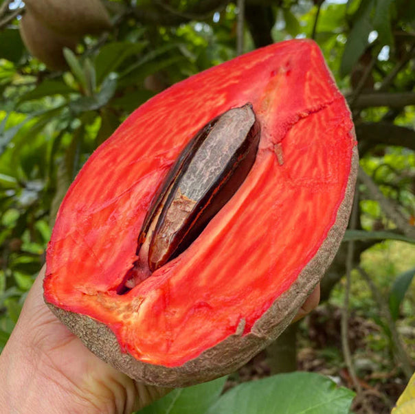 Mamey Sapote Pantine Plants  ( Pouteria Sapota)