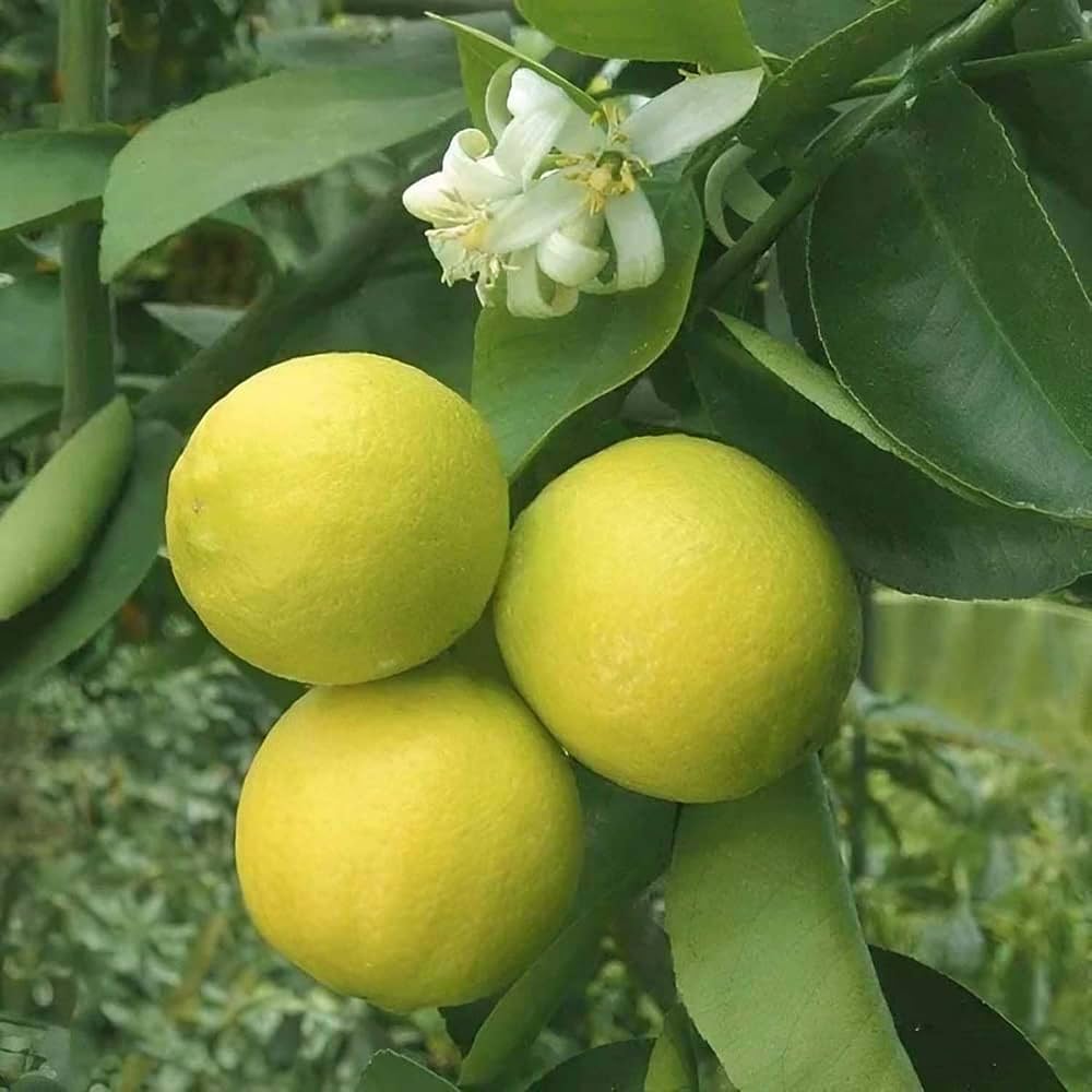Misorio Malta Orange Fruit Plant (Citrus sinensis)