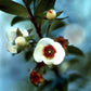 Black Chilean Guava – A Rare Ruby from Temperate Forests