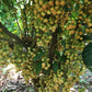 Mafai Fruit Live Plant (Baccaurea racemose)