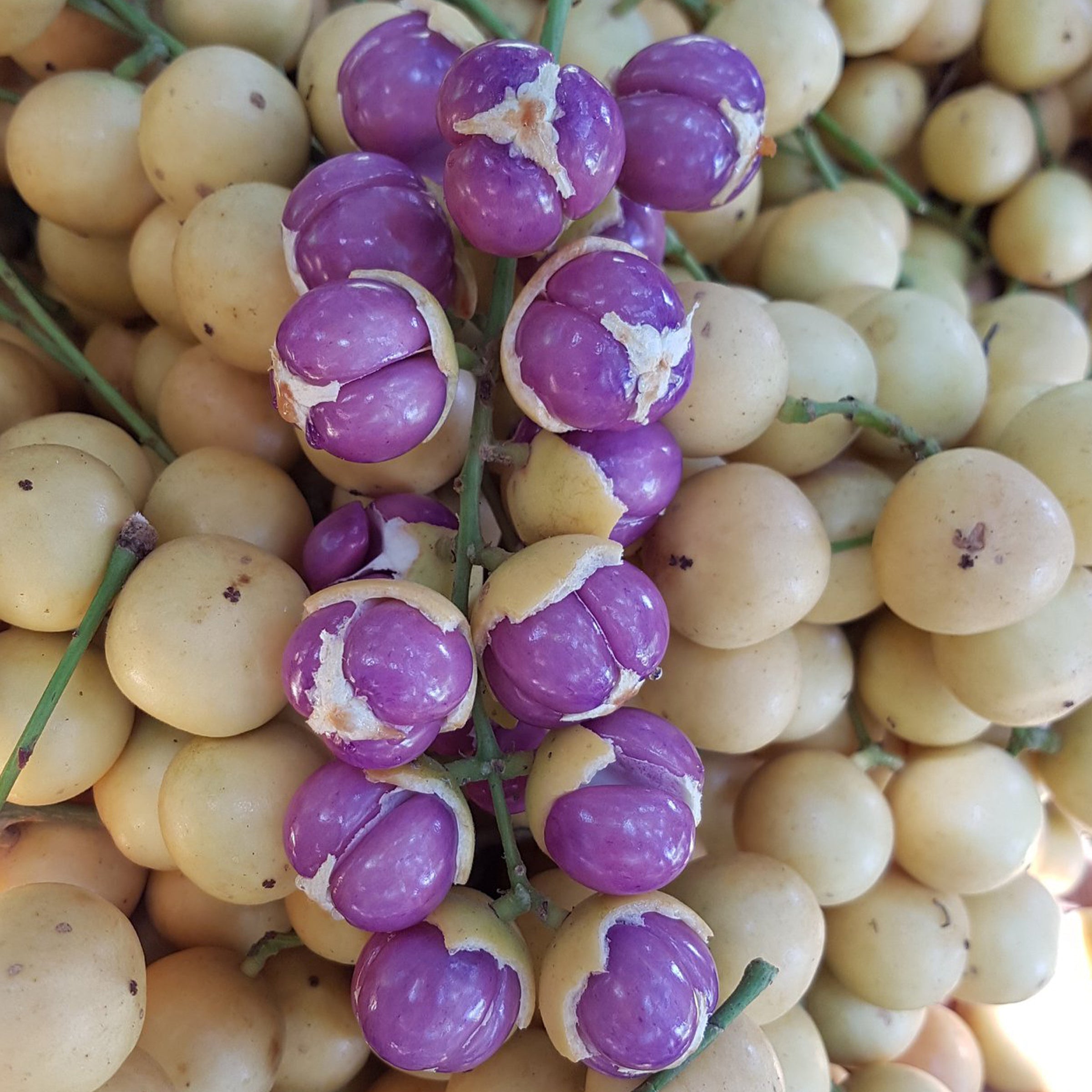 Mafai Tree Mafai Fruit Live Plant (Baccaurea racemose) – veliyathgardens