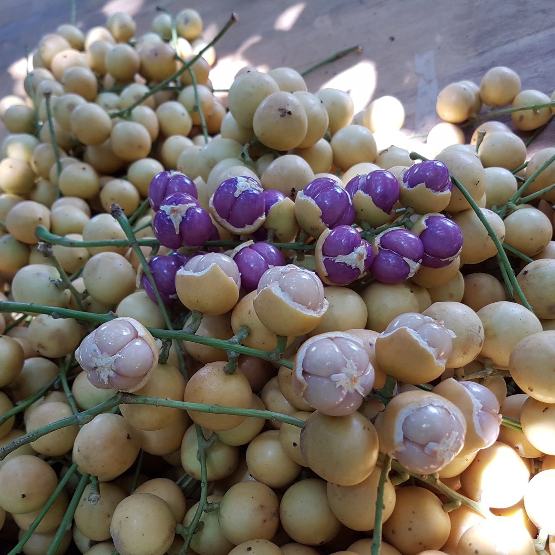Mafai Tree Mafai Fruit Live Plant (Baccaurea racemose) – veliyathgardens
