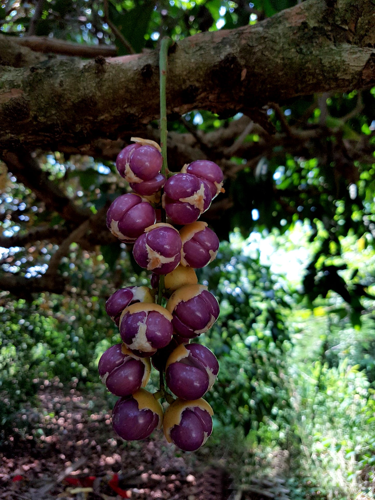 Mafai Fruit Live Plant (Baccaurea racemose)