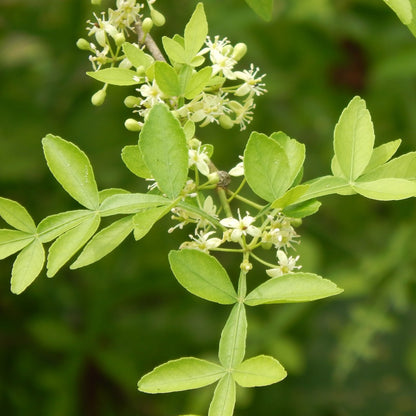 Mahavilvam Live Plant (Naringi crenulata)