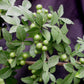 Mahavilvam Live Plant (Naringi crenulata)