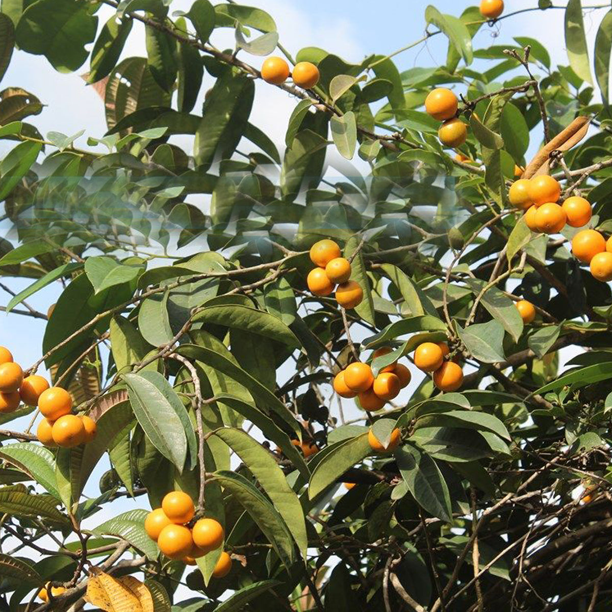 Makanano Live Plant (Moutabea guianensis)