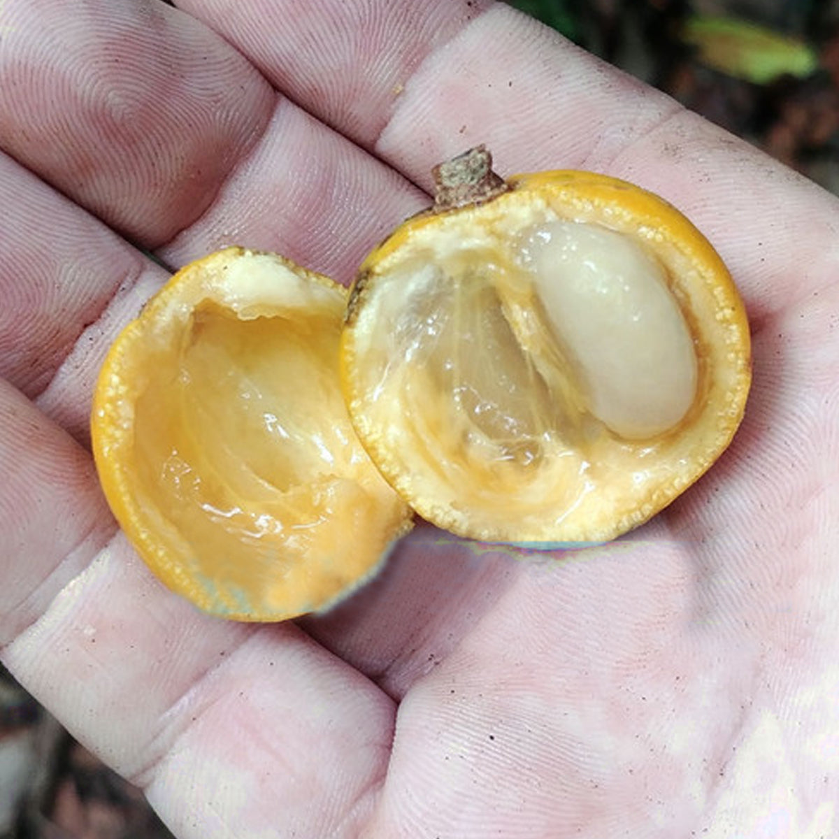 Makanano Live Plant (Moutabea guianensis)