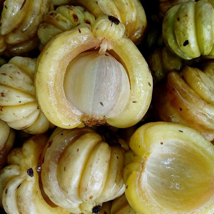 Malabar Tamarind Fruit Plants (Garcinia Gummi Gutta)