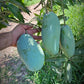 Mallika Mango Live Plant