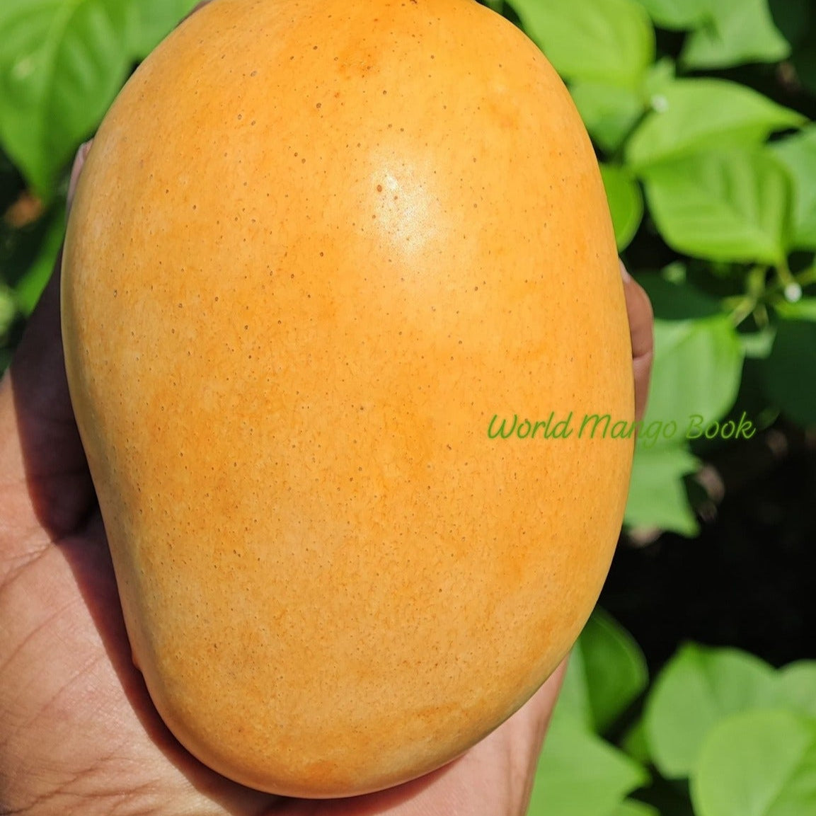 Mallika Mango Live Plant