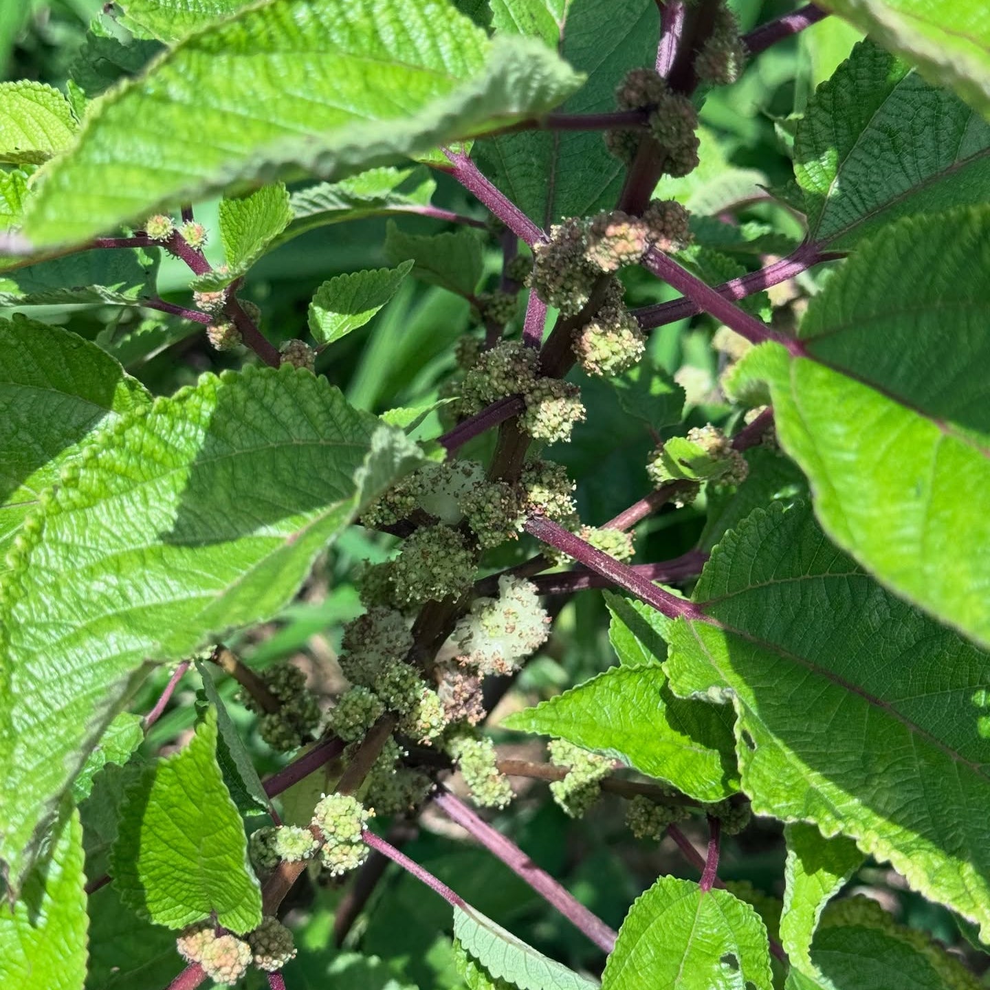 Mamaki Live Plant (Pipturus albidus)