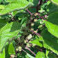Mamaki Live Plant (Pipturus albidus)