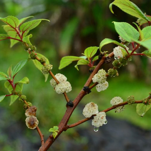 Mamaki Live Plant (Pipturus albidus)