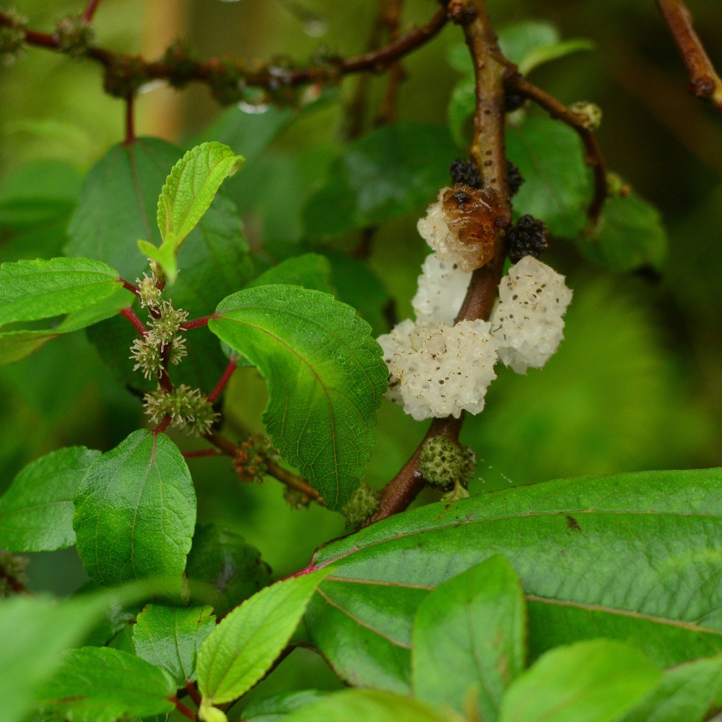 Mamaki Live Plant (Pipturus albidus)