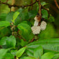 Mamaki Live Plant (Pipturus albidus)