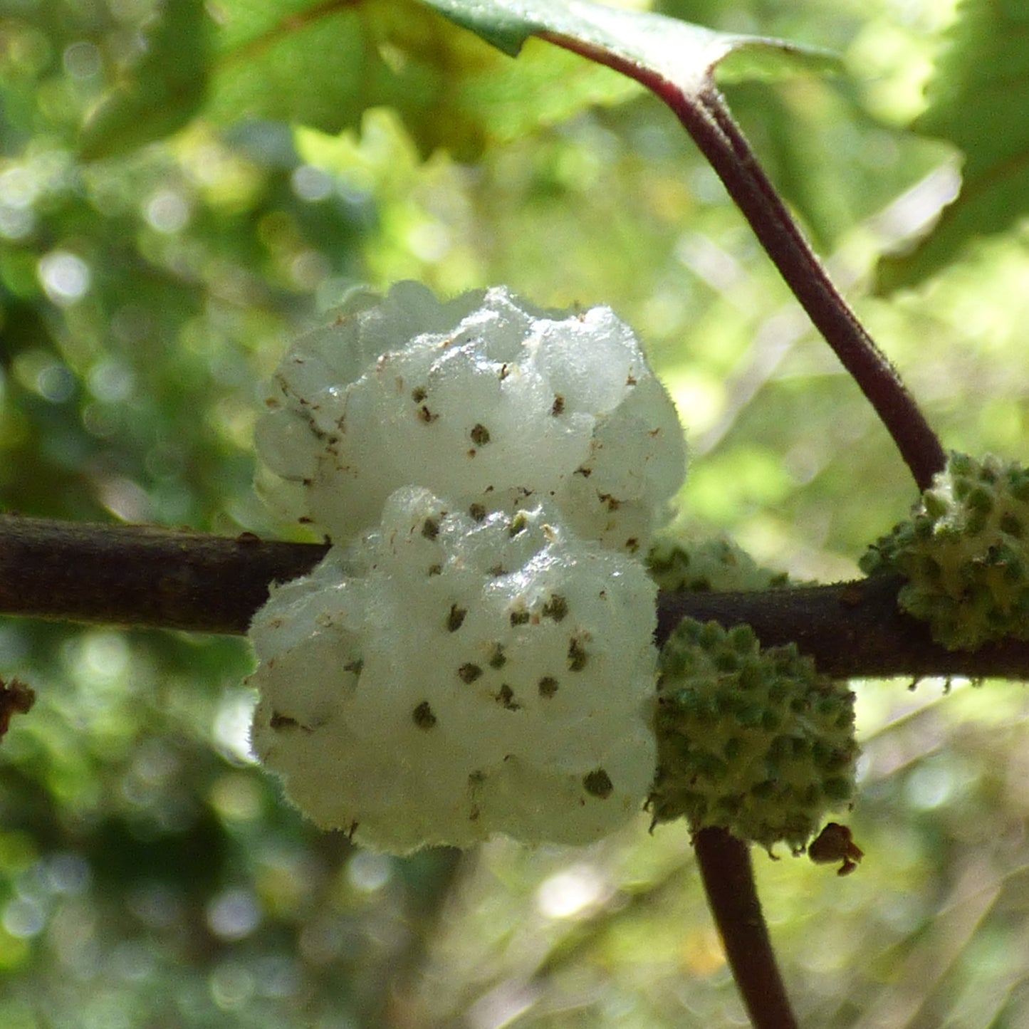Mamaki Live Plant (Pipturus albidus)