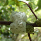 Mamaki Live Plant (Pipturus albidus)