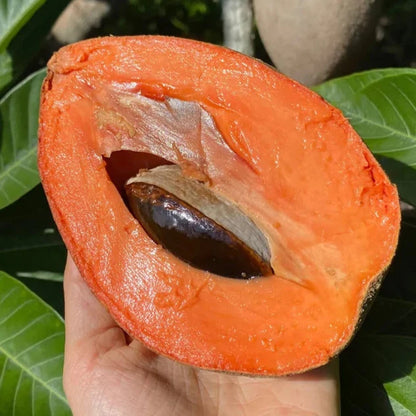 Mamey Saote Key West Live Plant ( Pouteria Sapota )