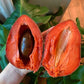 Mamey Saote Key West Live Plant ( Pouteria Sapota )