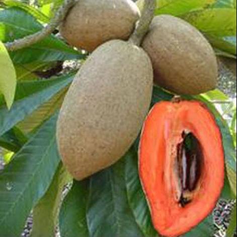 Mamey Sapote Magna Live Plants  ( Pouteria Sapota )