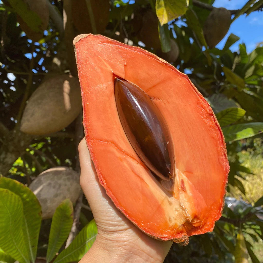 Mamey Sapote Magna Live Plants  ( Pouteria Sapota )