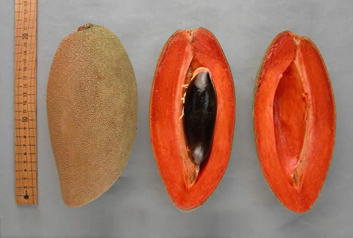 Mamey Sapote Magna Live Plants  ( Pouteria Sapota )